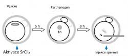 Místo oplození se provede aktivace chloridem strontnatým. Vzniká partenogenetické embryo (s polovičním počtem chromozomů a neschopné normálního vývoje). Injekce spermie do haploidního „mrzáčka“ zvládá situaci „napravit“. Alespoň do té míry, že zajistí vývoj a narození živých myšek. (Kredit: Toru Suzuki et al.,  Nature Communications, 2016)