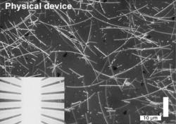 Síť nanodrátků. Kredit: Loeffler et al. (2023), Science Advances.