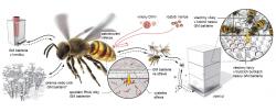 Geneticky modifikované (GM) bakterie ve střevě včely produkují dvouřetězcovou RNA (dsRNA), která u hostitele spustí imunitní ochranu založenou na RNAi. Ta zničí virovou infekci. dsRNA proti genům roztoče Varroa u tohoto parazita spustí jeho vlastní RNAi, která utlumí expresi 14 nezbytných genů. Včely si bakterie předávají krmením. Přenos GM bakterií nebo jejich genetické informace do jiných hostitelů je zatím předmětem zkoumání.
Obrázek z  Paxton (2020) A microbiome silver bullet for honey bees. Science 31: 504-506. DOI: 10.1126/science.aba6135