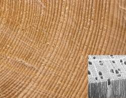 Pórovitá struktura dřeva