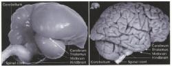 Zvětšený mozek zebřičky a zmenšený lidský mozek.  Kredit: Jarvis et al.: Avian brains and a new understanding of vertebrate brain evolution. Nature Reviews Neuroscience 6:151-159, 2005).