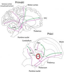Mozkové informační cesty mezi mozkovou kůrou a mozečkem u primátů a ptáků. U savců informace z kůry do mozečku procházejí jádry mostu (pontine nuclei). U ptáků část signálů z koncového mozku (telencephalon) do mozečku také vedou přes dvě jádra mostu (medial a lateral pontine nuclei, PM and PL), další část pak směřuje přes přídavnou strukturu, střední spirální jádro (medial spiriform nuclei, SpM). U savců mozeček přes svá jádra (cerebellar nuclei, CBN) posílá zpracovaný signál do talamu, který pak vysílá do různých kůrových center pro pohyb a asociace. U ptáků signály také směřují z mozečku do talamu, ale přes boční mozečková jádra (lateral cerebellar nukleus). Ptačí talamus pak kontaktuje oblast zvanou nidopallium caudolaterale (NCL, což je ptačí analogie naší prefrontální mozkové kůry) a oblast s názvem Wulst (hyperpallium, ptačí analog motorické oblasti kůry).  Kredit: Cristián Gutiérrez-Ibáñez, Andrew N. Iwaniuk, Douglas R. Wylie (2018) in Scientific Reports/Creative Commons 4.0