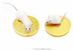 U myší je střevní mikrobiota nezbytná pro optimální postnatální růst a přispívá k určení velikosti mladých dospělých jedinců. Na ilustračním snímku vlevo mladý dospělý jedinec standardní myši se střevní mikrobiotou (bakteriemi); vpravo mladý dospělý jedinec bezmikrobní myši (bez střevní mikroflóry).  Bakteriální kolonizace myší je ilustrována přítomností nebo nepřítomností bakteriálních kolonií na agaru bakteriálního kultivačního média. (Kredit: MBU AV ČR)
