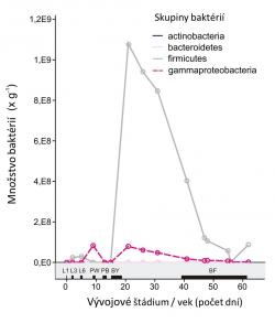 Graf zobrazuje množstvo (kópie 16S rRNA génu na gram tráviaceho traktu) vybraných bakteriálnych skupín v celom tráviacom trakte včiel počas vývoja. 1-, 3- a 6-denné larvy (L1, L3, L6), biele a čierne kukly (PW, PB), mladušky, dospelé včely a trúdy (BY, BF, DR).     DOI: 10.1371/journal.pone.0118707