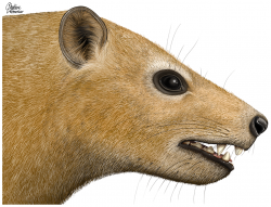 Rekonstrukce vzezření hlavy paleocenního savce druhu Ocepeia daouiensis, založená na fosilii s označením MNHN.F PM45, nalezené v marocké pánvi Ouled Abdoun. Tento malý zástupce kladu Afrotheria žil v době před 62 až 57 miliony let na severu Afriky a dosahoval přibližně velikosti králíka. Kredit: Charléne Letenneur (MNHN); Wikipedia (CC BY 4.0)