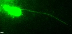 Rozprava prostřednictvím cytonem může dosahovat stonásobku délky buňky. Kredit T. Kornberg, UCSF.  https://www.cvri.ucsf.edu/~kornberg/