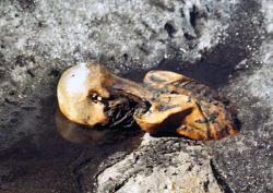 Tak našel a vyfotografoval Ötziho Helmut Simon. Spolu s manželkou se domníval, že našli pohřešovaného, kterého nedávno zavalila lavina. (Kredit: Helmut Simon, Wikipedia)