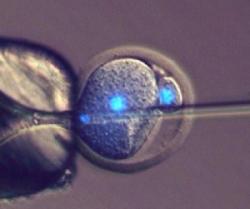 Novinkou tedy je, že živé tvory se podařilo získat nikoli oplodněním vajíčka, ale o „oplodnění embrya“.    (Kredit: Toru Suzuki, University of Bath)