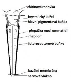 Složené oči tvoří jednotlivá, navzájem si podobná ommatídia, která vnímají obraz každé samostatně a každé z mírně jiného úhlu. Z těchto jednotlivých obrazů mozek vytvoří celkový obraz. Každé omatidium je inervováno jedním svazkem axonů. Zdroj: Wikipedia (upraveno).