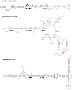 Příklady struktury viroidů čeledi Avsunviroidae. Kredit: Di Serio et al. (2018), Journal of General Virology, CC BY-SA 4.0.