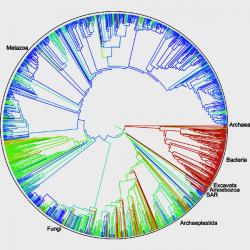 Open Tree of Life