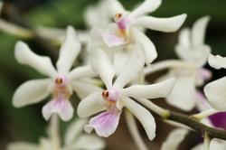 Stromová orchidej Holcoglossum amesianum z čínská provincie Yunnan. Má zajímavý mechanismus samooplození, který brání přenosu pylu i mezi sousedními květy stejné rostliny. Jak si jedinci této výhradně samosprašné rostliny udrží stejné charakteristické znaky po dlouhou řadu generací? Kredit: Elena Gaillard, Wikimedia Commons , CC-BY-2.0