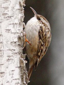 Šoupálek krátkoprstý, Jeho početním stavům teplé zimy prospívají. (Kredit: Wikipedia, Licence: CC BY-SA 2.5)