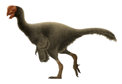 Moderní rekonstrukce opeřeného teropodního dinosaura druhu Oviraptor philoceratops, formálně popsaného roku 1924 z Mongolska. Tento asi 2 metry dlouhý a 30 až 40 kg vážící dinosaurus žil v období svrchní křídy (pozdního kampánu), asi před 71 až 75 miliony let. Kredit: PaleoNeolitic; Wikipedia (CC BY 4.0)