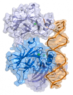 Protein p53 navázaný na vlákně DNA. Kredit: Thomas Splettstoesser / Wikimedia Commons.