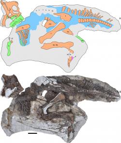 Unikátně dochovaná fosilie mláděte parasaurolofa (RAM 14000), objevená v roce 2009 v sedimentech souvrství Kaiparowits na území Utahu a popsaná o čtyři roky později. Tento juvenilní jedinec měřil v době své smrti na délku asi 2,5 metru a trubicovitý lebeční hřeben na jeho hlavě zatím ještě nezačal růst. Místo něj měl malý parasaurolofus na temeni lebky pouze vyčnívající hrbol oblého tvaru. Kredit: Farke​, A. A.; et al.; Wikipedia (CC BY 4.0)