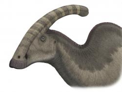 Rekonstrukce přibližného vzezření hlavy a přední části těla kachnozobého dinosaura druhu Parasaurolophus walkeri. Tento asi jako nosorožec těžký stádní býložravec obýval území současné kanadské Alberty v době před zhruba 76 miliony let. Kredit: Steveoc 86; Wikipedia (CC BY 2.5)