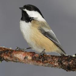 Sýkora černohlavá (Parus atricapillus). Kredit: Wikipedia  https://en.wikipedia.org/wiki/Black-capped_chickadee#/media/File:Poecile-atricapilla-001.jpg