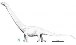 Přibližné srovnání velikosti nově popsaného sauropodího giganta s lidskou postavou (anatomicky nicméně nemusí odpovídat skutečnosti). Který z trojice největších známých sauropodů byl tím skutečně největším známým druhem, to nelze v současnosti rozsoudit – je ostatně prakticky jisté, že fosilie toho skutečně největšího žijícího jedince nikdy neobjevíme. Kredit: Levi Bernardo, Wikipedie(CC BY-SA 3.0)