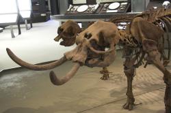 Párek sicilských slonů. Detail koster Elephas Falconeri (Palaeoloxodon) z Grotta Spinagallo. Archeologické muzeum v Syrakúsách. Kredit: Zde, Wikimedia Commons. Licence CC 4.0.