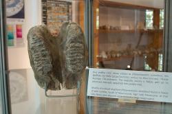 Maxila trpasličího slona druhu Palaeoloxodon lomolinoi nalezená na Naxu. Geologické muzeum v Apeiranthu. Kredit: Zde, Wikimedia Commons. Licence CC 4.0.