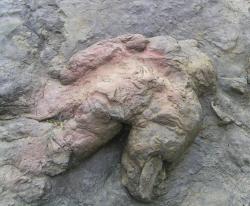 Otisk fosilní stopy, patřící zřejmě druhu Tyrannosaurus rex (byl objeven v lokalitě Philmont Scout Ranch v Novém Mexiku a nese vědecké jméno Tyrannosauripus pilmorei). Po pláních někdejší Laramidie tito teropodi kráčeli běžnou „cestovní“ rychlostí několika kilometrů za hodinu, dokázali ale krátkodobě zrychlit až zhruba na 25 km/h. Větší rychlost už pro ně byla z biomechanických důvodů nedosažitelná. Kredit: Rufous-crowned Sparrow, Wikipedie (GFDL)