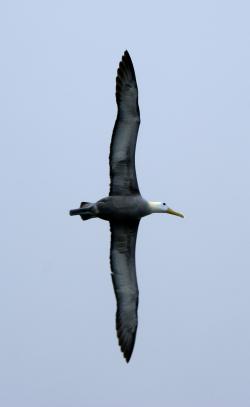 Pozoruhodná podoba - albatros galapážský (Phoebastria irrorata).  Středně velký albatros  s rozpětím křídel 220–250 cm. Hravě překonává tisícikilometrové vzdálenosti. V době hnízdění létá pro krmení "pouze" 100 km. Kredit: Putney Mark - https://www.flickr.com/photos/putneymark/1352612666/in/set-72157601810082531/  CC BY-SA 2.0