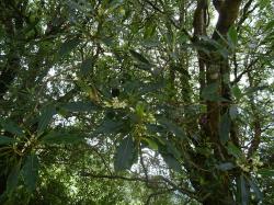 Slizoplod (Pittosporum undulatum) na Azorských ostrovoch, ostrov Saõ Miguel, 25.6.2022. Kredit: M. Smatana