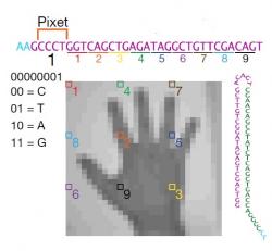 Ukázka převádění charakteristiky pixelů z obrázku do pixetů a tripletů oligonukleotidů – morzeovky používané živou přírodou.  (Kredit: Shipman a kol., Harvard Univ. 2017)