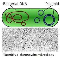 Bakteriální buňka má chromozom a kromě něj část své DNA ještě ve formě plazmidů. Plazmidy (pro dbajících tradice ctít název objevitele: „plasmidy), jsou kratičké kruhové molekuly DNA schopné nést informaci pro tvorbu enzymů štěpících antibiotika. Jedna bakteriální buňka může nést i stovky plazmidů. Bakterie s nimi mezi sebou rády kšeftují procesem zvaným konjugace. Kredit Spaely, de: Benutzer, Wikipedia.