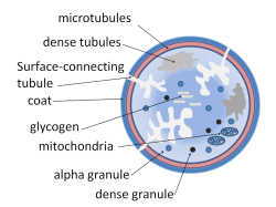 Stavba trombocytu. Kredit: Dr. Graham Beards Wikimedia, CC BY-SA 3.0