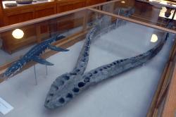 Část dolní čelisti obřího druhu Pliosaurus macromerus, dlouhá přibližně 288 cm. Celková délka tohoto pliosaura činila podle dosavadních odhadů až 12,7 metru a hmotnost přibližně 19,2 tuny. Kredit: Simon; Wikipedia (CC BY 2.0)