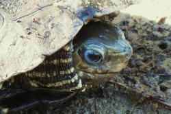 Mauremys rivulata (Balkánská pruhovaná želva bahenní?), Skala Kalloni, Lesbos, Greece. Kredit: Bj.schoenmakers, Wikimedia Commons. Licence CC 1.0.