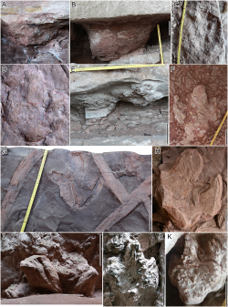 Tříprsté stopy menších až středně velkých ornitopodních dinosaurů, žijících v období rané křídy (asi před 130 až 113 miliony let), vystupují v mnoha případech trojrozměrně z horninového podloží. Vzhledem k podobnosti s květy lotosů byly tyto ichnofosilie po staletí považovány za magické útvary a lokalita jejich výskytu byla v očích místních obyvatel nadána kouzelnou ochrannou mocí. Kredit: Odborná studie Xing et al., 2015.Tříprsté stopy menších až středně velkých ornitopodních dinosaurů, žijících v období rané křídy (asi před 130 až 113 miliony let), vystupují v mnoha případech trojrozměrně z horninového podloží. Vzhledem k podobnosti s květy lotosů byly tyto ichnofosilie po staletí považovány za magické útvary a lokalita jejich výskytu byla v očích místních obyvatel nadána kouzelnou ochrannou mocí. Kredit: Odborná studie Xing et al., 2015.