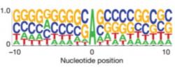 Metylovaný adenin se vyskytuje v oblastech bohatých na GC sekvence. Místech jež ribozom rozeznává jako počátek genu a začíná zde syntézu proteinu. (Kredit: Guan-Zheng Luo, 2016)