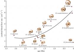 Průtok krve mozkem v centimetrech krychlových za sekundu.   (R. Seymour et al., 2016). Obrázek ve větším rozlišení zde