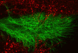 Předivem výběžků, podobným těm jaké mají neurony, se domlouvají i jiné buňky. Jejich princip a funkce je ale jiná. Na obrázku nejsou dendrity, ale cytonemy. Kredit T. Kornberg, UCSF.  https://www.cvri.ucsf.edu/~kornberg/