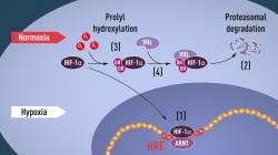 Pri normálnej hladine kyslíka (normoxia) je HIF-1α proteín rýchlo eliminovaný. Pri jeho nedostatku (hypoxia) sa hromadí, vstupuje do jadra obličkovej bunky a zapína gén pre tvorbu erytropoetínu, ktorý zvyšuje produkciu prenášačov kyslíka - červených krviniek. Kredit: Nobelprize.org.