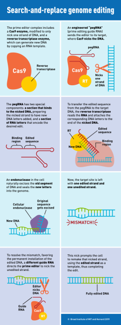 Schéma nového systému úpravy genomu. „Prime editing technolgy“ kombinuje kombinuje dva klíčové proteiny s RNA. Kredit: Susanna M. Hamilton / Broad Institute Communications.