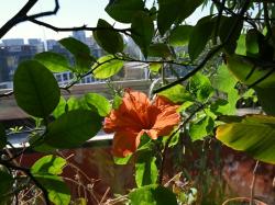 Květ ibišku jako už tradiční symbol krásné plýtvavosti jindy docela úsporně optimalizující přírody. Kredit: autor článku.)