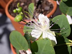 Květ kapari je doslova k sežrání, pokud to člověku nepřijde líto. V Řecku je kapari dobyvatel ruin. Kredit: autor článku.)