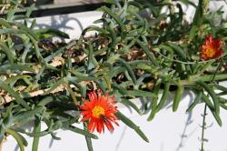 Vzájemnost jižanského sukulentu a české vosičky. Kredit: autor článku.