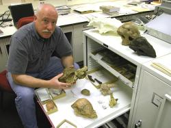 Americký paleontolog Robert M. Sullivan, který v roce 2003 stanovil nové rodové jméno Colepiocephale. Kromě pachycefalosauridů zaměřuje svůj výzkum také na „obrněné“ ankylosaurní dinosaury a na „kachnozobé“ hadrosauridy. Na snímku z roku 2006 profesor Sullivan ve své pracovně s fosiliemi pachycefalosauridů (zde drží lebku rodu Stygimoloch). Kredit: Xestops; Wikipedia (CC BY-SA 4.0)