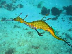 Řasovník protáhlý (Phyllopteryx taeniolatus), nafoceno v Cabbage Tree Bay, Sydney, Austrálie.  (Kredit: Richard Ling,  Wikipedia, CC BY-SA 3.0) https://commons.wikimedia.org/wiki/File:Phyllopteryx_taeniolatus1.jpg