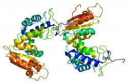Structura glykoproteinu CD38. Pro jeho enzymatickou schopnost je nazýván také cyklickou ADP riboso hydrolasou. Je to struktura, kterou jsme znali jako součást membrány imunitních buněk  - lymfocytů a jako adhesní a signální molekulu. Gen pro jeho tvorbu je u člověka na chromozomu č. 4. Nyní se ukazuje, že tento enzym má mnohem delší prsty a že má pod palcem také uvolňování mitochondrií z astrocytů. (Kredit: Emw, en-Wikipedia)