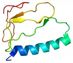 Struktura proteinu IGFBP1, což je z zkratka z anglického „insulin like growth factor binding protein 1“. Kromě staršího názvu placentární protein, se s tímto proteinem v pracích od různých autorů můžeme setkat také pod názvy: AFBP, IBP1, IGF-BP25, PP12, hIGFBP-1. (Kredit: Emw)
