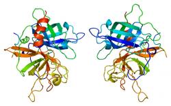 Protein PLAT - aktivátor plasminogenu. Kredit: Emw, Wikipedia, CC BY-SA 3.0.