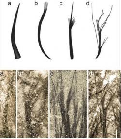 Čtyři typy pterosauřího peří:  Duté vláknité,  s roztřepeným koncem „štětečkovité“,  „kartáčkové“, odspodu rozvětvené. Snímky dole byly  pořízeny mikroskopem. Kredit: Zixiao Yang, Nanjing University.