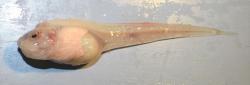 Používat Pseudoliparis swirei v běžné mluvě je poněkud nepraktické, a tak se o ní píše jako o „mariánské šnečí rybě“ a nebo rybě z Marian (The Mariana snailfish), česky terčovka.