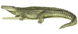 Rekonstrukce přibližného vzezření obřího aligatoridního krokodýla z podčeledi Caimaninae, miocénního druhu Purussaurus brasiliensis. Při délce 10 až 12,5 metru a hmotnosti 5 až 8,5 tuny patřil k největším krokodýlovitým plazům všech dob. Kredit: Nobu Tamura; Wikipedie (CC BY 3.0)